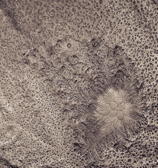 Illustration for article titled 10 Extreme--And Extremely Pretty--Close Ups of Bacteria and Plants